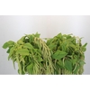 Amaranthus caudatus 'Green Pearls'