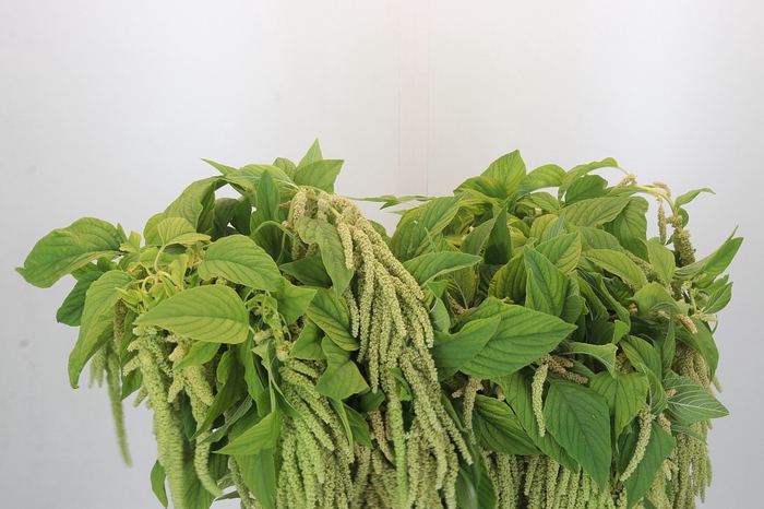 Amaranthus caudatus 'Green Pearls'