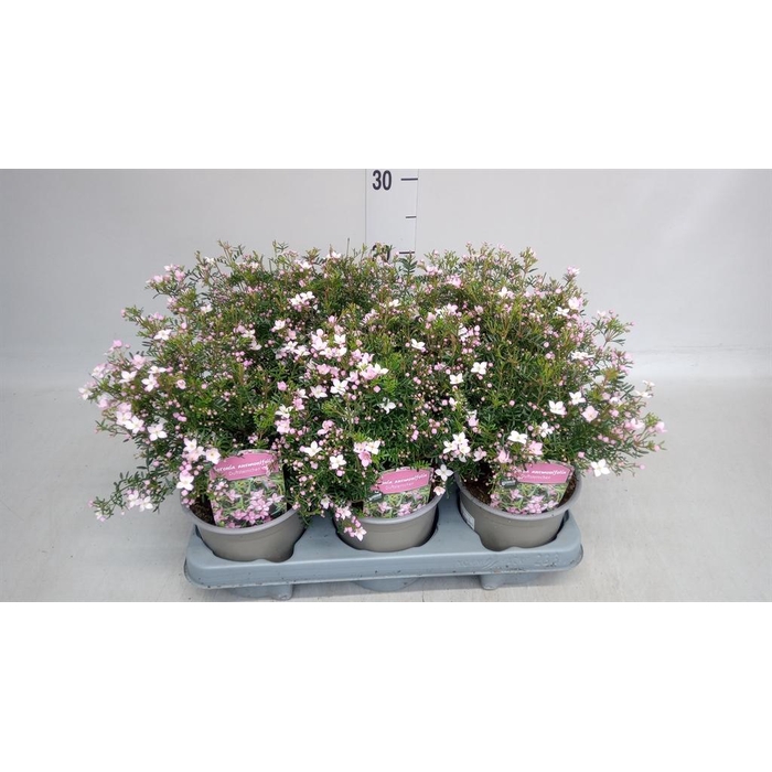 <h4>Boronia anemonifolia Pink Star</h4>