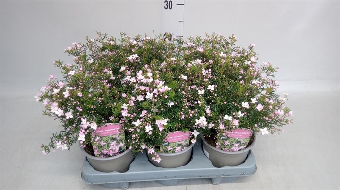 <h4>Boronia anemonifolia Pink Star</h4>