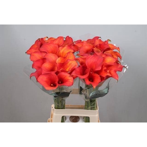 Zantedeschia captain trinity