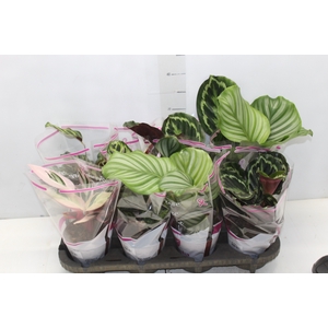 MARANTA VARIADO P12