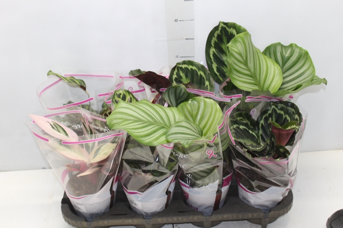 <h4>MARANTA VARIADO P12</h4>