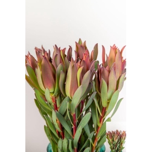 LEUCAD OVERIG ROOD/GROEN