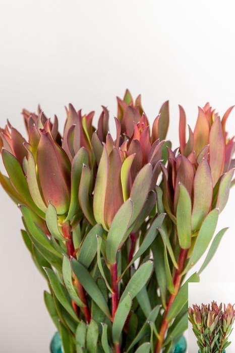 <h4>LEUCAD OVERIG ROOD/GROEN</h4>