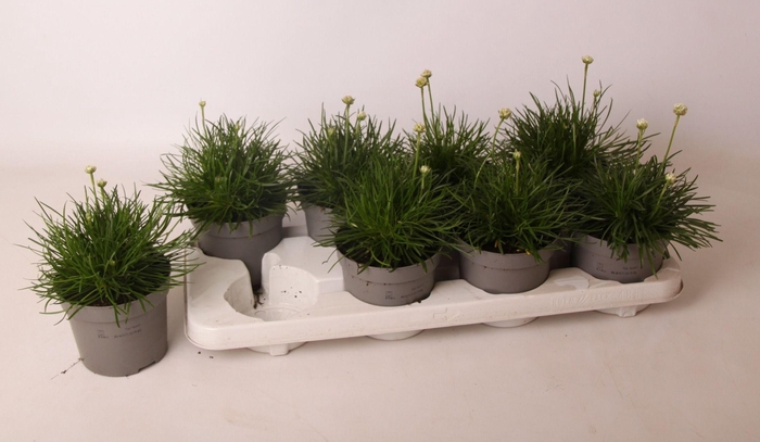 <h4>Armeria maritima 'Abbey Deep White'</h4>