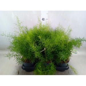 Asparagus dens. 'Sprengeri'
