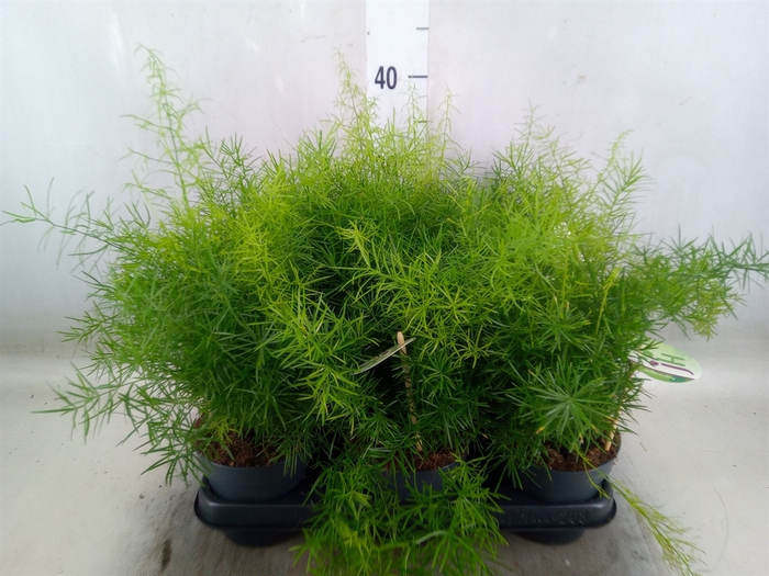 <h4>Asparagus dens. 'Sprengeri'</h4>