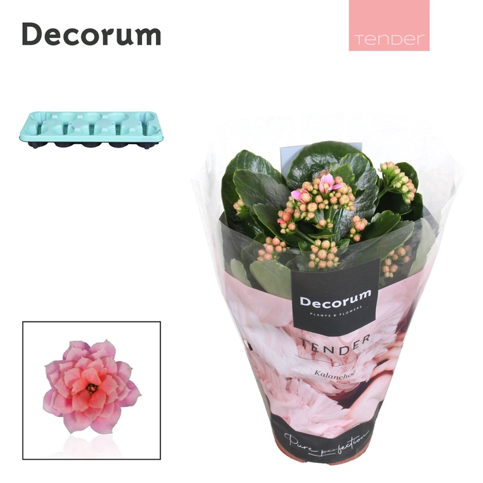 <h4>Kalanchoe Decorum TENDER- Serenity Rosa</h4>