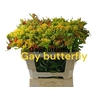 Ascl T Gay Butterfly