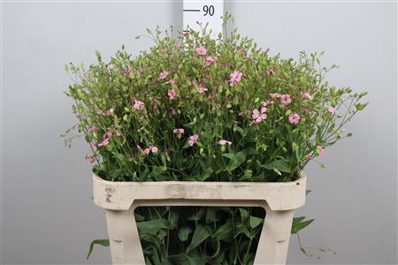 <h4>Saponaria Pink</h4>
