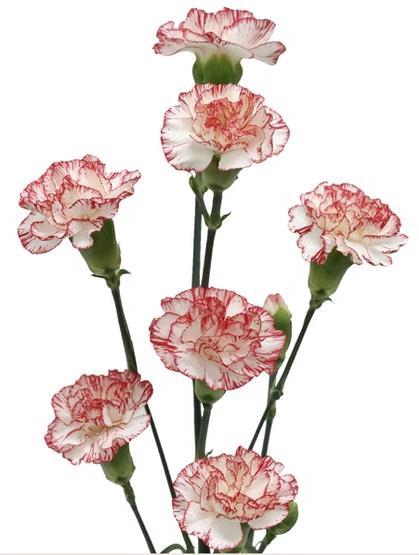 <h4>Di Tr Payaso</h4>