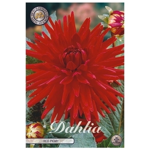 Dahlia Red Pigmy x1 l