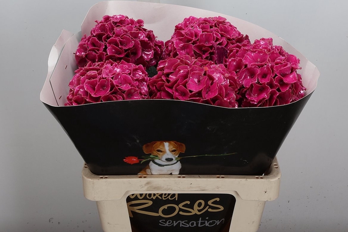 <h4>Hydr Wx (ex) Cerise</h4>