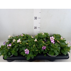 Petunia  'Fantasy Blue'