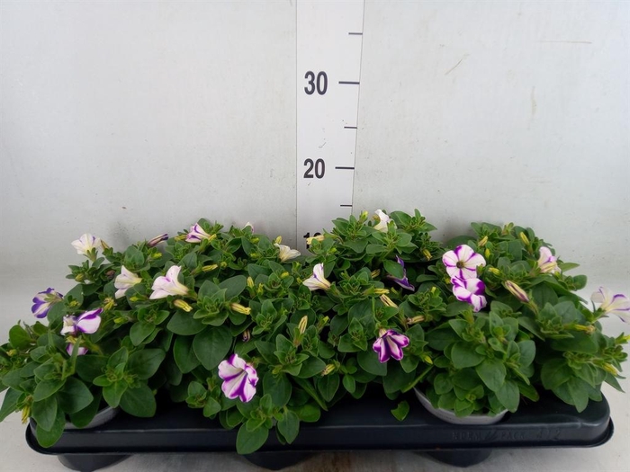 <h4>Petunia  'Fantasy Blue'</h4>