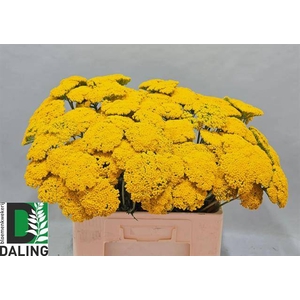 Achil F Park Variety