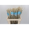 Amaranthus Yearming Desert