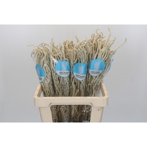 Amaranthus Yearming Desert