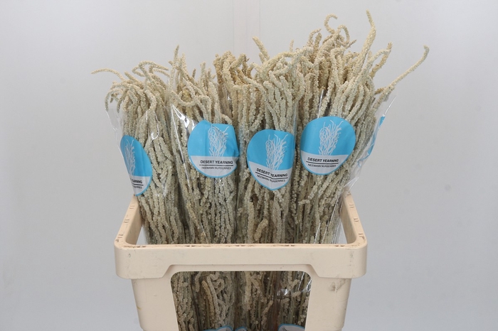 <h4>Amaranthus Yearming Desert</h4>