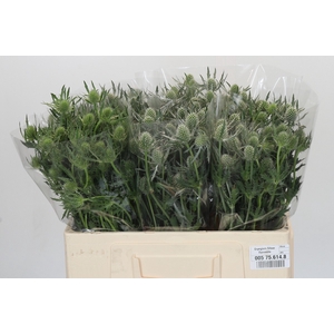Eryngium Silver Dynamite
