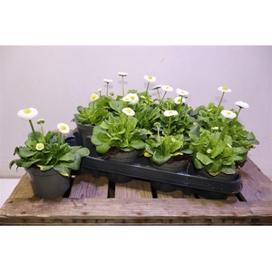 Bellis Perennis White