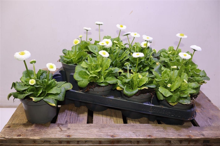 <h4>arr8 Bellis Perennis White</h4>