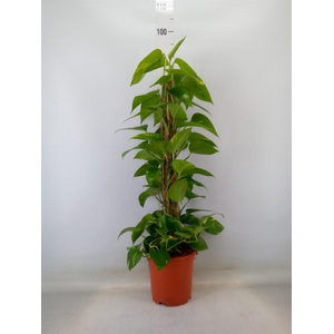 Epipremnum pinn.   ...moss stick