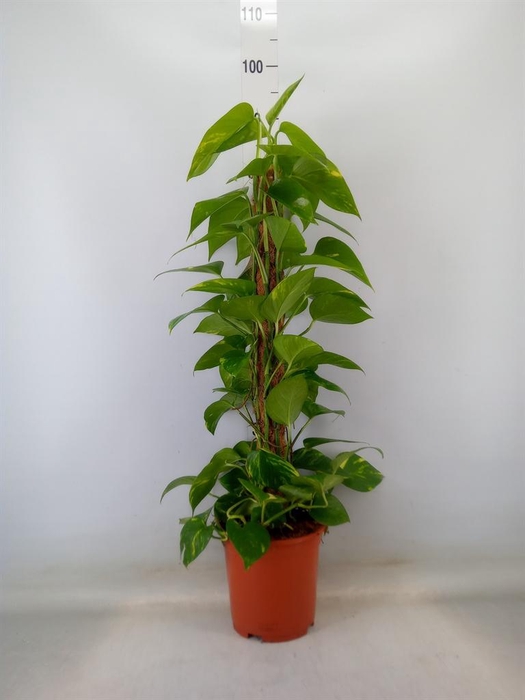 <h4>Epipremnum pinn.   ...moss stick</h4>