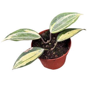 Hoya Overig latifolia pot of gold