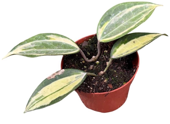 <h4>Hoya Overig latifolia pot of gold</h4>