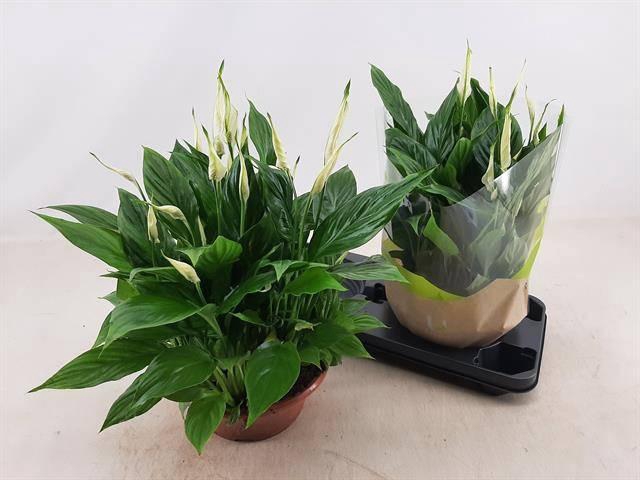 <h4>SPATH BELLINI</h4>