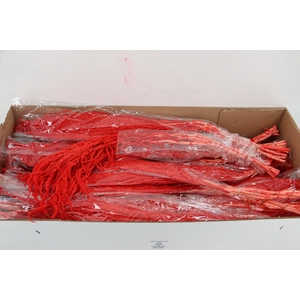 PF Amaranthus Hang Red Bs