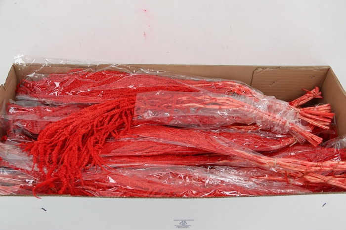 <h4>PF Amaranthus Hang Red Bs</h4>