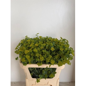 Bupleurum Rotundifol