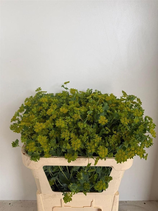 <h4>Bupleurum Rotundifol</h4>