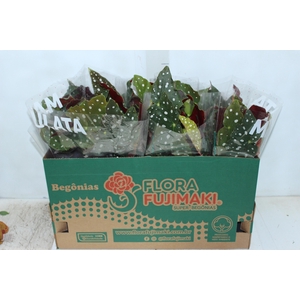 BEGONIA MACULATA P15 PO