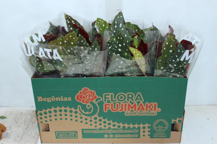<h4>BEGONIA MACULATA P15 PO</h4>