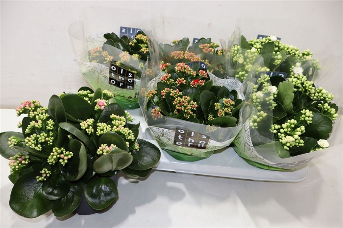 <h4>Kal Ge Gem 5 Kl</h4>