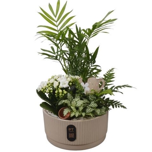 PTIB5120 Arrangementen kamerplanten