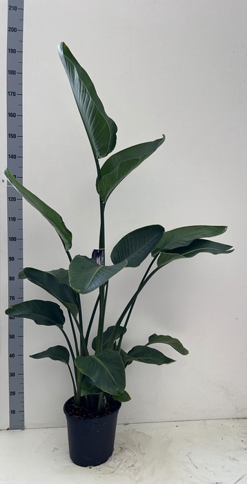 <h4>STRELITZIA NICOLAI</h4>