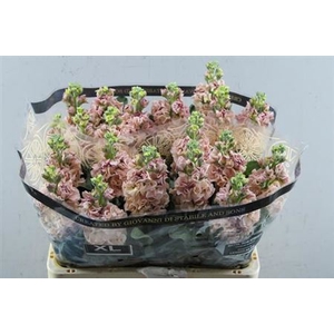 Matth Iron Apricot