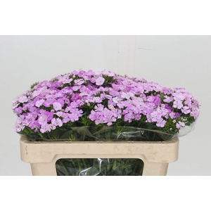 Dianthus Br Amazon Rose Magic