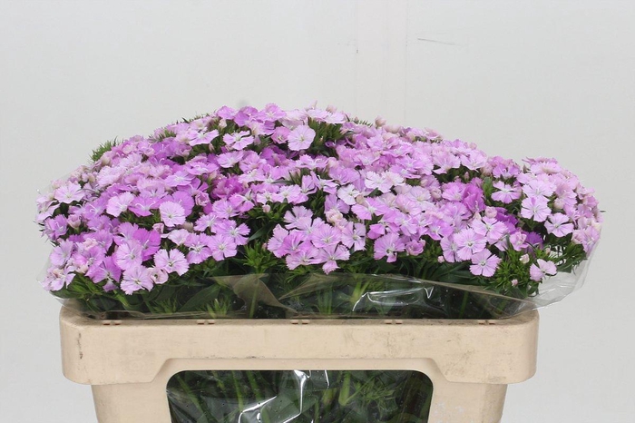 <h4>Dianthus Br Amazon Rose Magic</h4>