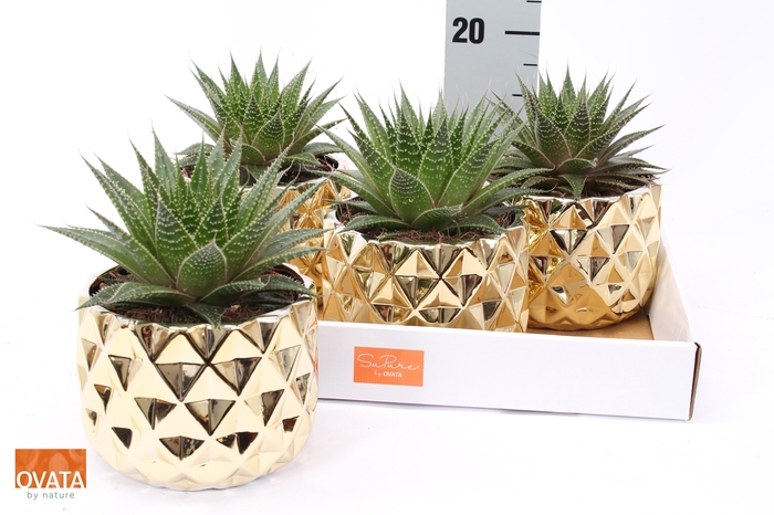 <h4>ALOE GLADIATOR ROCK</h4>