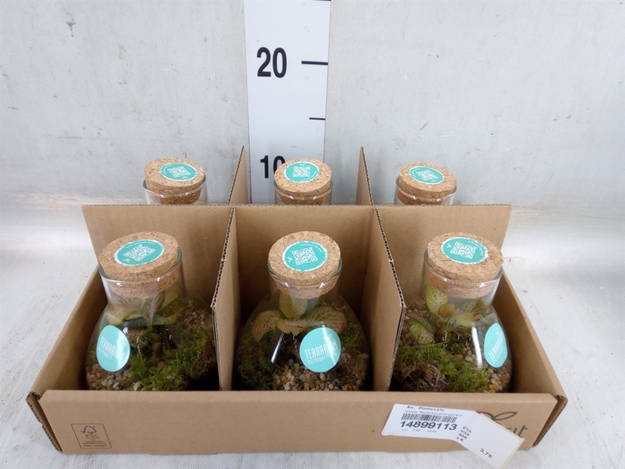 <h4>Arr.   Planten L%</h4>