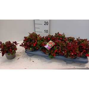 GAULTH PROCUMBENS
