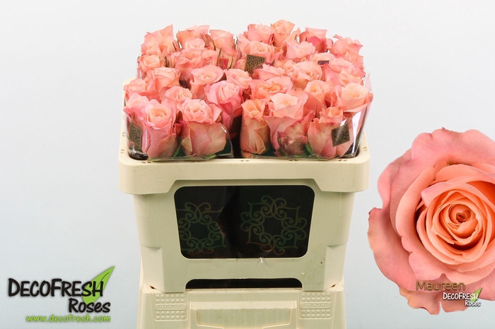 <h4>R Gr Maureen</h4>