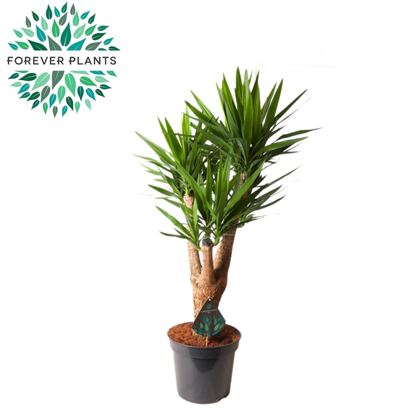 <h4>Yucca Vertakt 3/4 armen p35</h4>