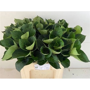 Hydr Macrophyll Blad